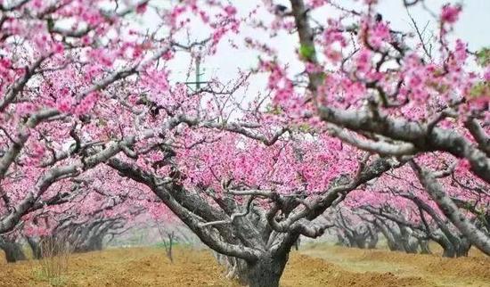 从郑州到青岛仅需3小时 郑济高铁将与济青高铁