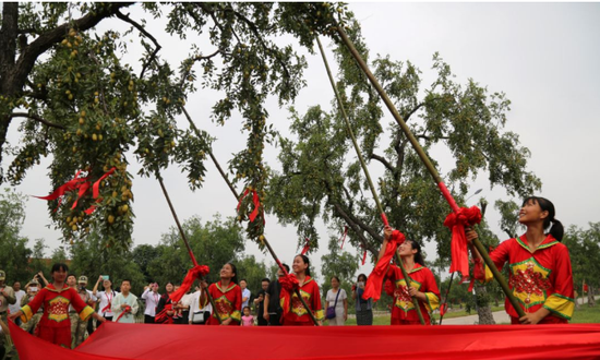 紅棗文化節打棗。