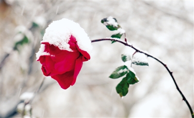 雪后月季 郑报融媒记者 马健 图