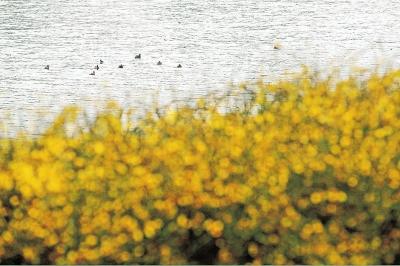 陽光下的花、河與鴨。