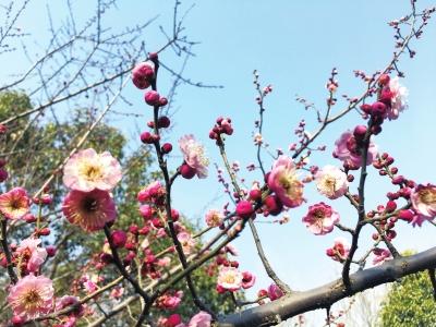 郑州植物园的梅花