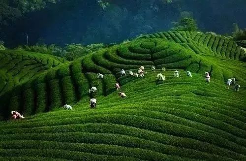 2018第二届西九华山郁金香风情文化节 将于3