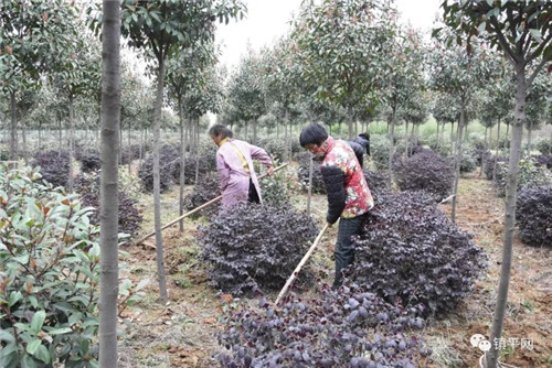 镇平县驻村第一书记王雷:不做飞鸽牌干部_南