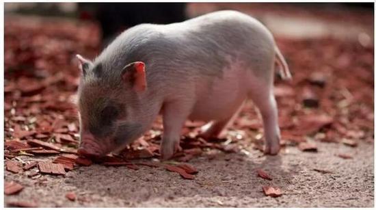 ▲圖片來(lái)源：攝圖網(wǎng)