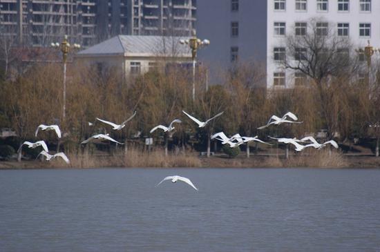 天鹅在柘城县容湖上空翱翔 王励石 摄