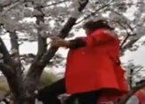 游客为造“樱花雨”脚踹樱花树 有人爬树拍照