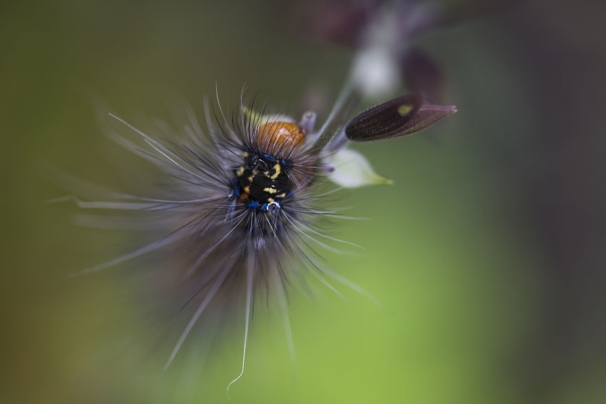 蜜蜂采蜜的过程是怎么样的 iL6c-fymvuys8609466.jpg