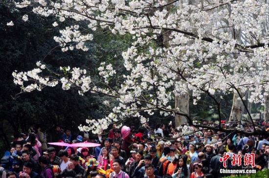 资料图：武大樱花盛开游客如织。中新社发 张畅 摄
