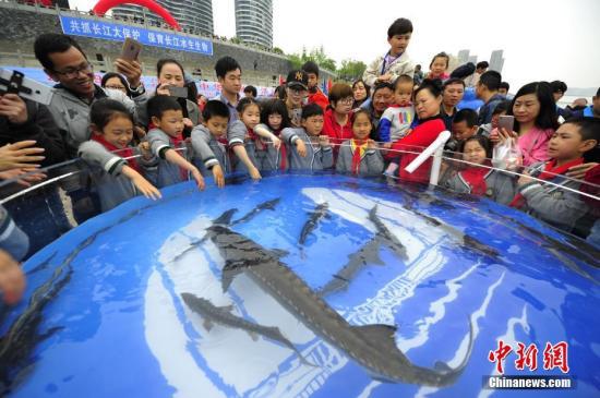 图为小学生参与中华鲟放流活动。中新社发 刘康 摄