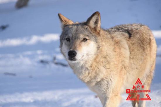 北方的狼不畏风霜，越冷越精神，嬉戏捕食、巡视聚会，狼行雪野风姿威风凛凛。