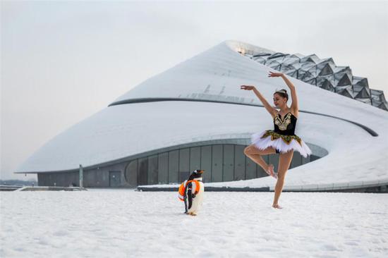 哈尔滨极地馆淘学企鹅在哈尔滨大剧院与俄罗斯芭蕾舞演员共舞