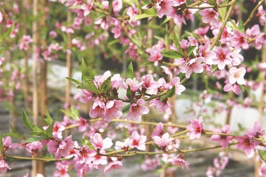 汤原县棚室经济花开生金