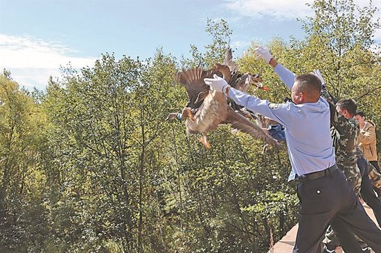 松岭林业局职工捡到鸟蛋孵化成5只大雁