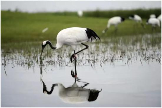 位于黑龙江省西部松嫩平原、乌裕尔河下游的湖沼苇草地带，是丹顶鹤的乐园。 新华社记者 王凯摄