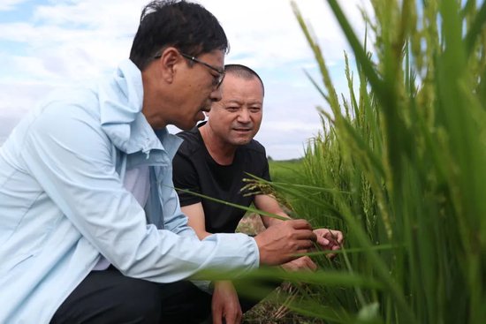 8月11日，黑龙江省尚志市农业技术推广中心的工作人员在当地一处被洪水浸泡过的水稻田里查看水稻情况