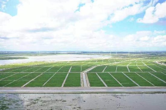 改造后的千亩稻田