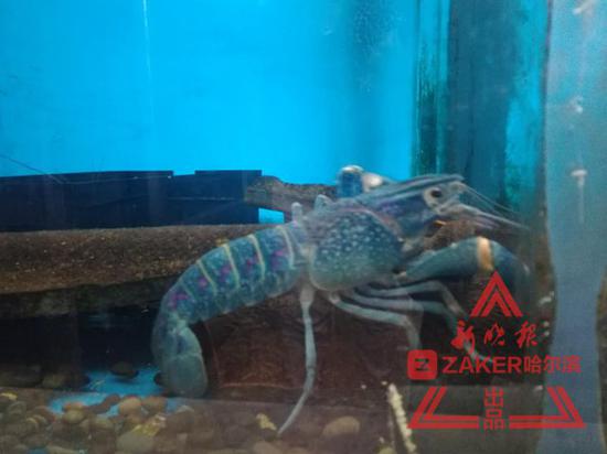 冰城成功繁育澳洲蓝色淡水龙虾 将实现本地化