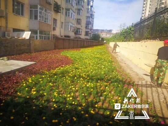 整治前后对比图 ↑
