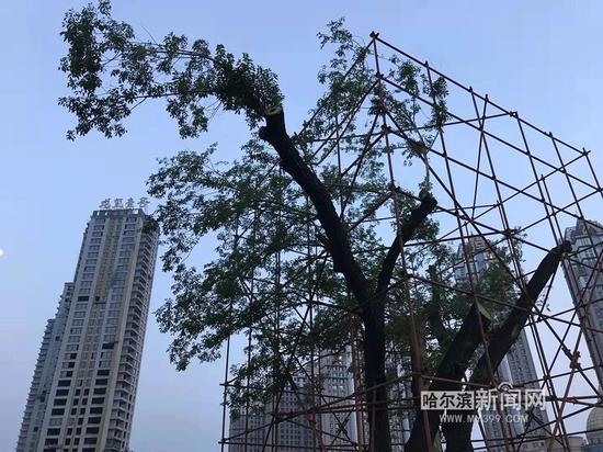 哈尔滨全城2258株古树过冬体检 正在后续资源