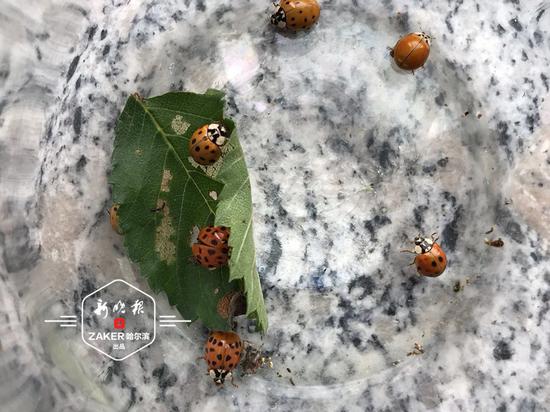 叶甲、小咬越来越抗药,瓢虫能否胜任天敌?