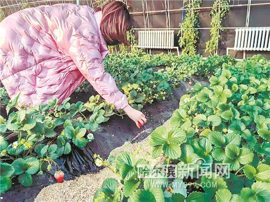 崔胜男忙着采摘成熟的草莓