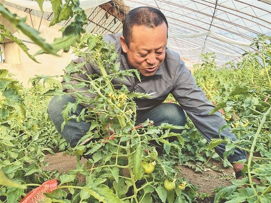 于云松在大棚里除草。黑龙江日报记者 张雪地