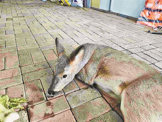 伊春居民家中发现受伤狍子
