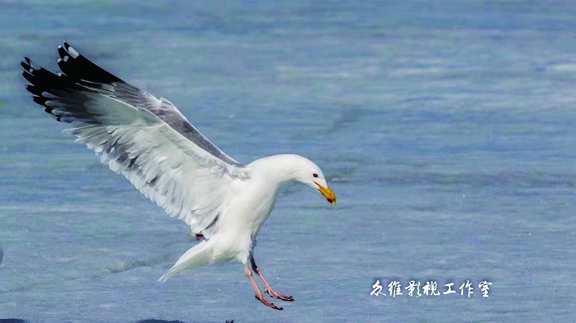 用影像记录候鸟轨迹拍出龙江人的鸟与梦飞行
