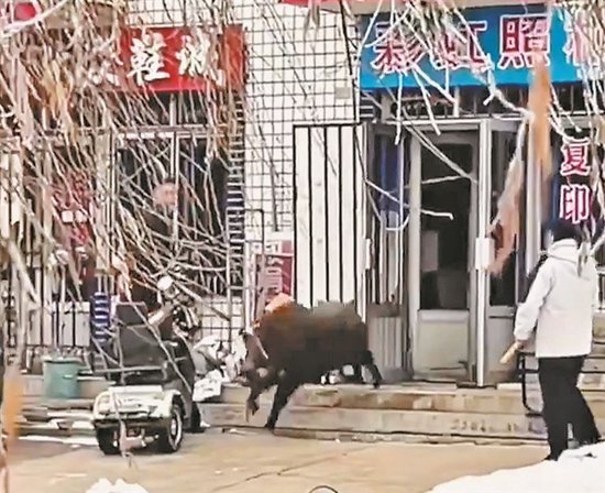 嫩江一小区野猪闯进照相馆
