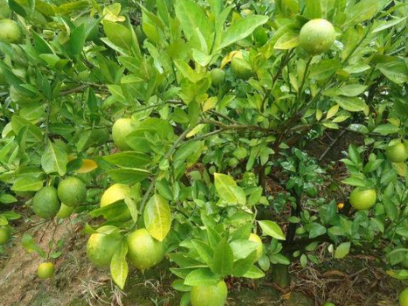 柑橘黄龙病用什么药 防治黄龙病须用盈辉杀线