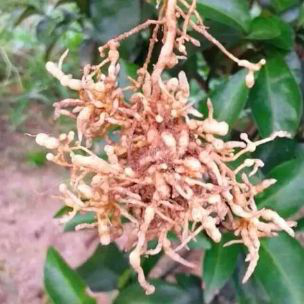 柑橘黄龙病用什么药 防治黄龙病须用盈辉杀线