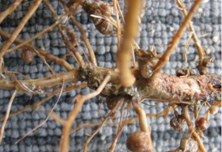 豆角根瘤是怎么回事 防治根瘤不能缺少盈辉杀线剂