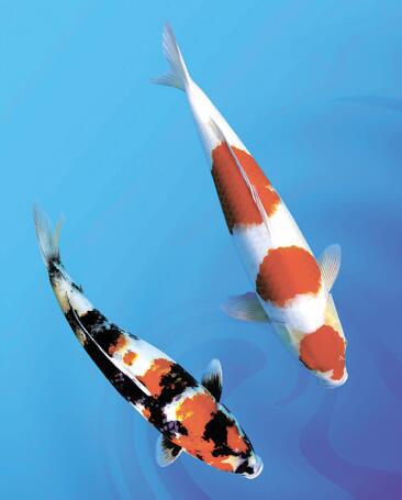 哈尔滨市将能买到正宗日本锦鲤了