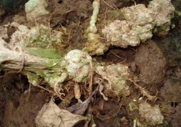 发现苦瓜长出根瘤咋办 快用盈辉杀线剂解决