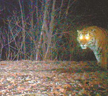 黑龙江东京城林业局第5次拍摄到野生东北虎视