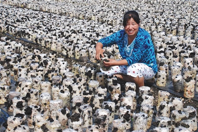 8月4日，伊春乌马河林业局职工贾艳秋在食用菌种植基地查看木耳生长情况。禁伐前，她是林场的检尺员，目前在食用菌种植基地工作。
