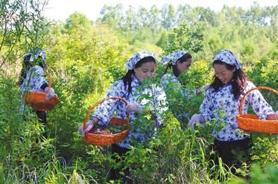 8月5日，呼中林业局碧水林场的职工采摘茶叶。禁伐后，碧水林场开发出冷北茶业系列产品，原本普通的枝叶花草成了能养生赚钱的项目。