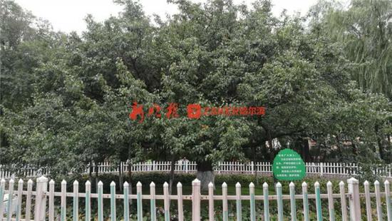 梨树人口_梨树简笔画
