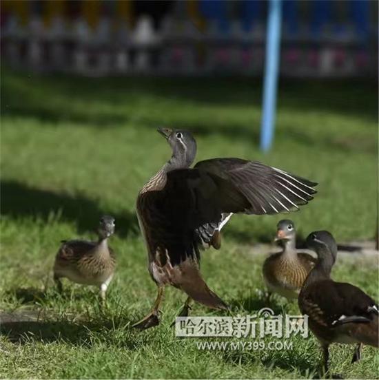 练习起飞。