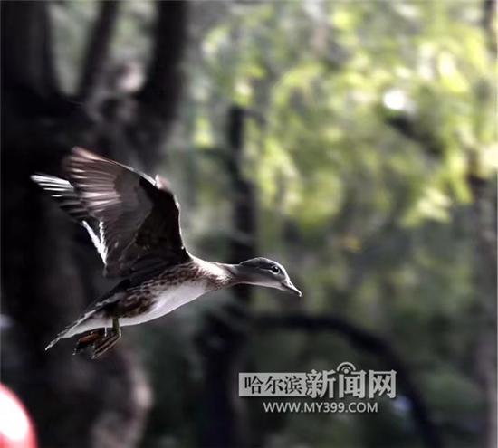 展翅高飞。
