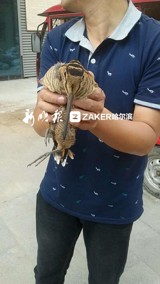 长嘴鸟迁徙掉队误入哈市一车库里 原来是鹬鸟