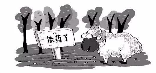 男子想除鼠害结果毒死40只羊 因过失投毒进了