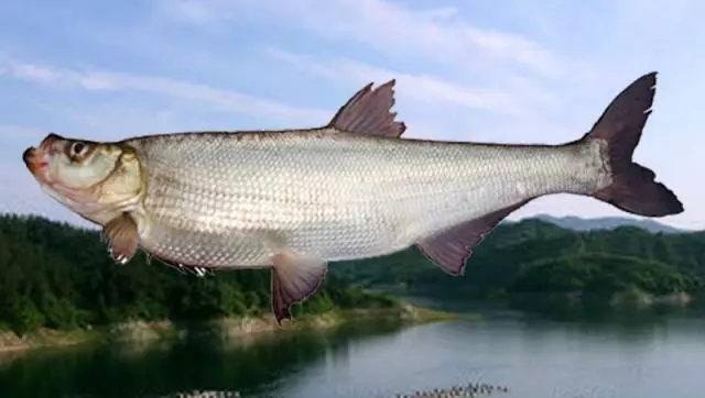 冰城养殖大白鱼与野生的品质相同 价格仅是其1\/4