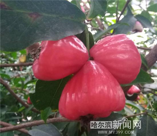 盆栽台湾金刚莲雾。
