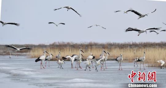 东方白鹳在吉林波罗湖国家级自然保护区展翅飞翔。　赵俊 摄