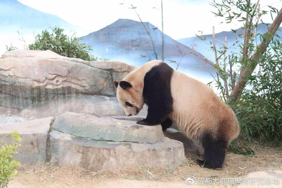 以上图片来自成都大熊猫繁育研究基地官方微博