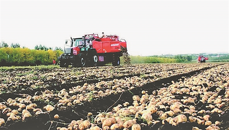 马铃薯种植基地。本报资料片