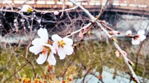 马家沟河岸边盛开的桃花。“哈报手机记者” 许文志摄 