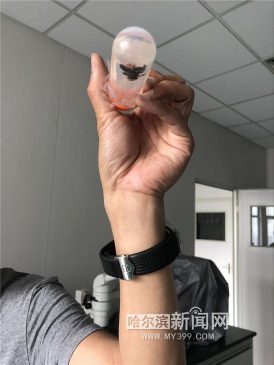 研究员展示蜱虫标本。