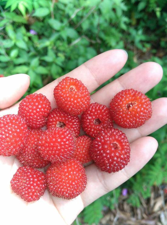亚布力树莓